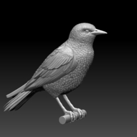 starling  - Thumbnail 4