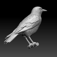 starling  - Thumbnail 5