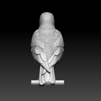 starling  - Thumbnail 6