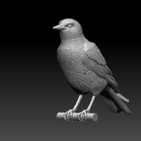 starling  - Thumbnail 9