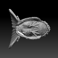 capercaillie - Thumbnail 4