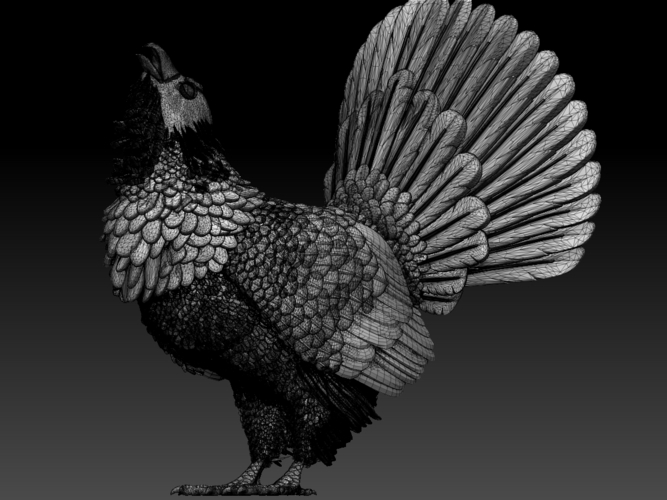 capercaillie 3D Print 509708