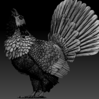 capercaillie - Thumbnail 6