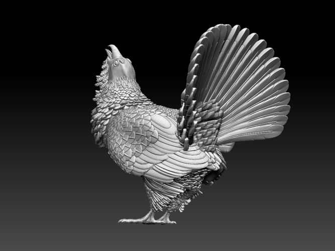 capercaillie 3D Print 509711