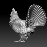 capercaillie - Thumbnail 9