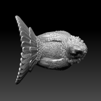 capercaillie - Thumbnail 10