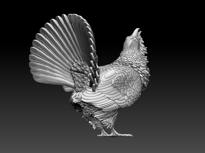 capercaillie 3D Print 509713