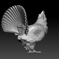 capercaillie - Thumbnail 11