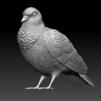 pigeon - Thumbnail 1