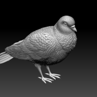 pigeon - Thumbnail 2