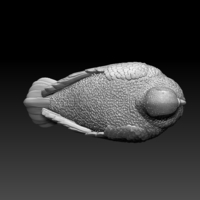 pigeon - Thumbnail 3