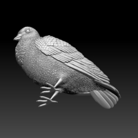 pigeon - Thumbnail 5