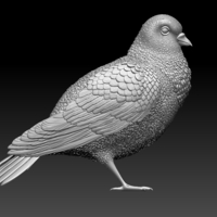 Small pigeon 3D Printing 509745