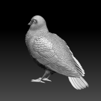 pigeon - Thumbnail 7