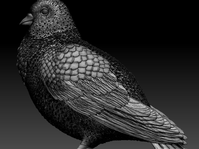 pigeon 3D Print 509747