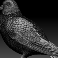 pigeon - Thumbnail 8