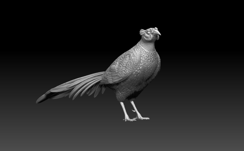 pheasant 3D Print 509761