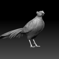 pheasant - Thumbnail 1