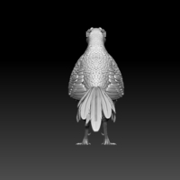 pheasant - Thumbnail 2
