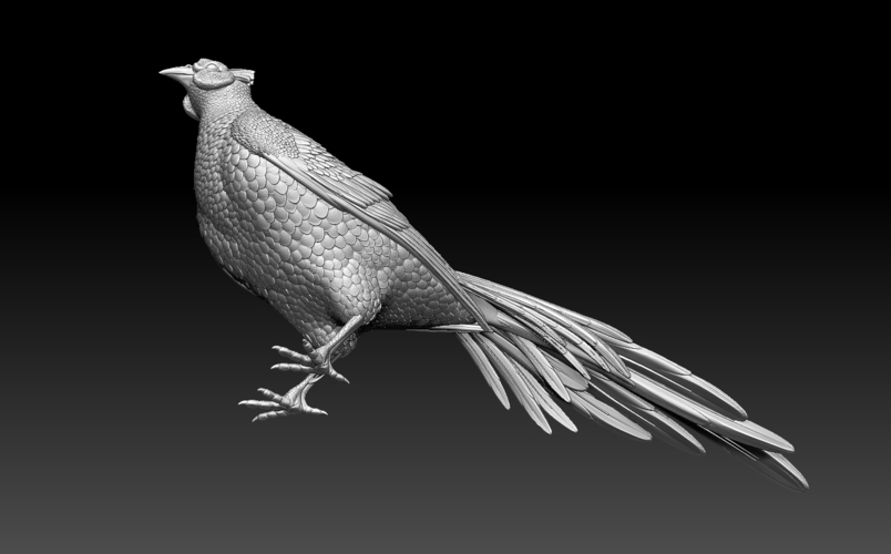 pheasant 3D Print 509763