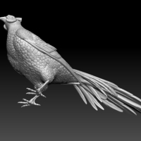 pheasant - Thumbnail 3