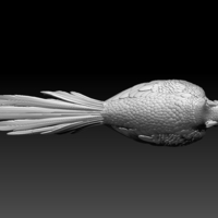 pheasant - Thumbnail 5