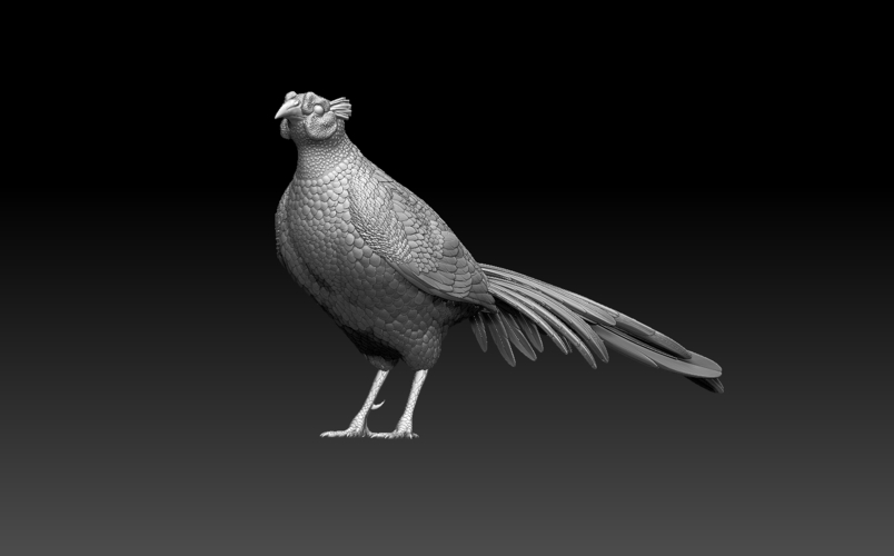 pheasant 3D Print 509766