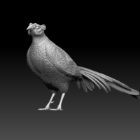 pheasant - Thumbnail 6