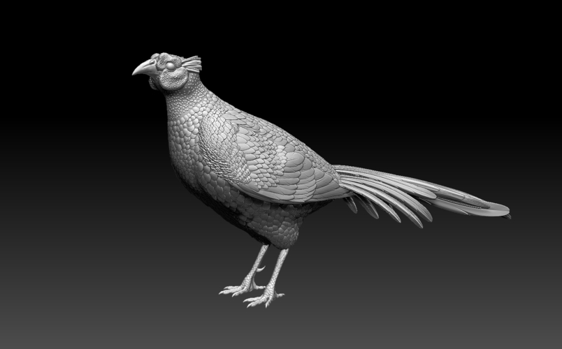 pheasant 3D Print 509767