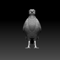 pheasant - Thumbnail 8