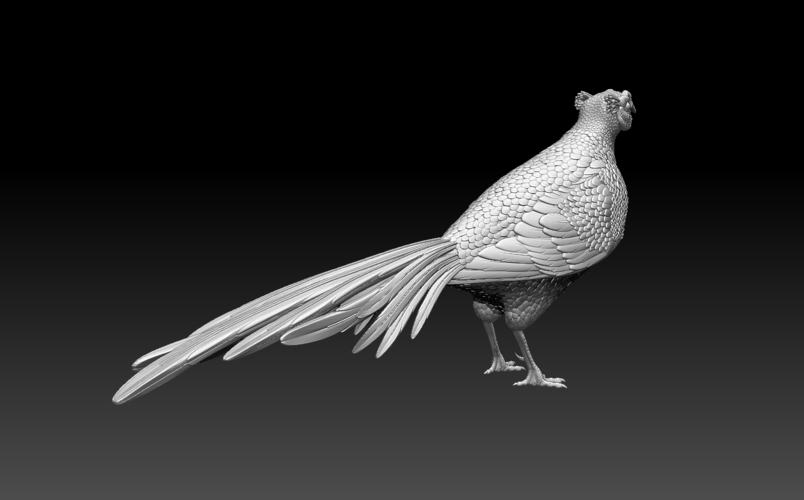 pheasant 3D Print 509769