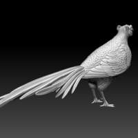 pheasant - Thumbnail 9