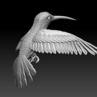 colibri humming bird - Thumbnail 9