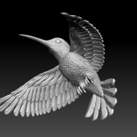 colibri humming bird - Thumbnail 10