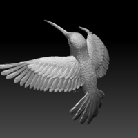 colibri humming bird - Thumbnail 11