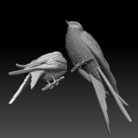 swallow - Thumbnail 3