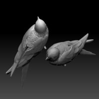 swallow - Thumbnail 7