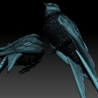 swallow - Thumbnail 8