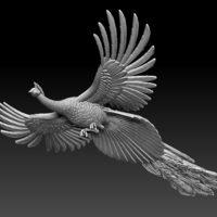 peacock - Thumbnail 5