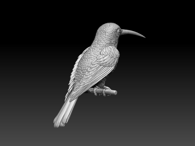 hummingbird 3D Print 509813