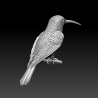 hummingbird - Thumbnail 1