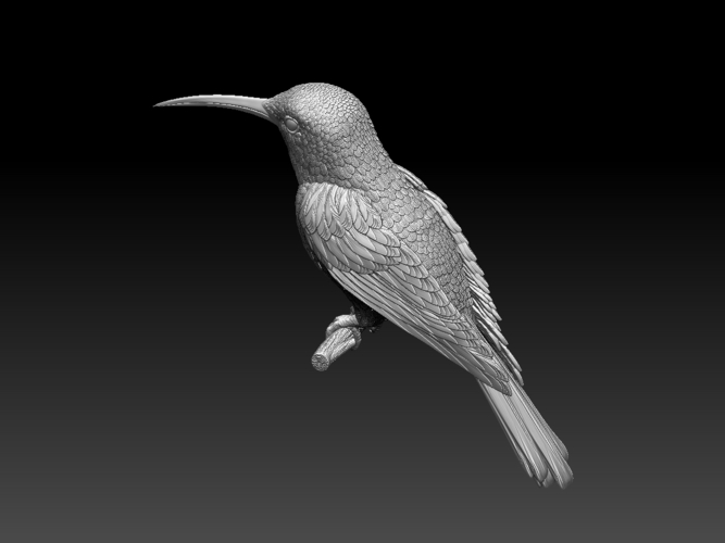 hummingbird 3D Print 509815