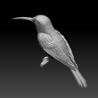 hummingbird - Thumbnail 3