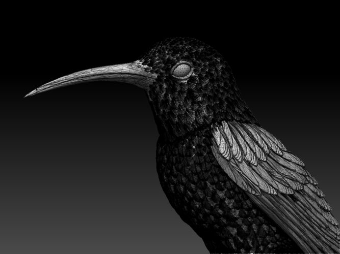 hummingbird 3D Print 509816