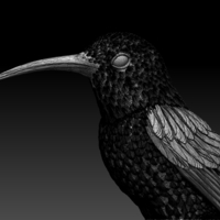 hummingbird - Thumbnail 4