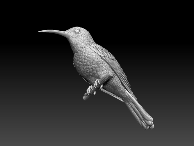 hummingbird 3D Print 509817