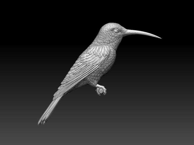 hummingbird 3D Print 509819