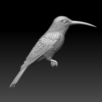 hummingbird - Thumbnail 7