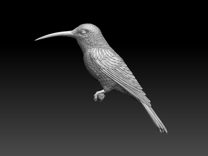 hummingbird 3D Print 509820