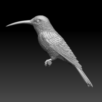 hummingbird - Thumbnail 8